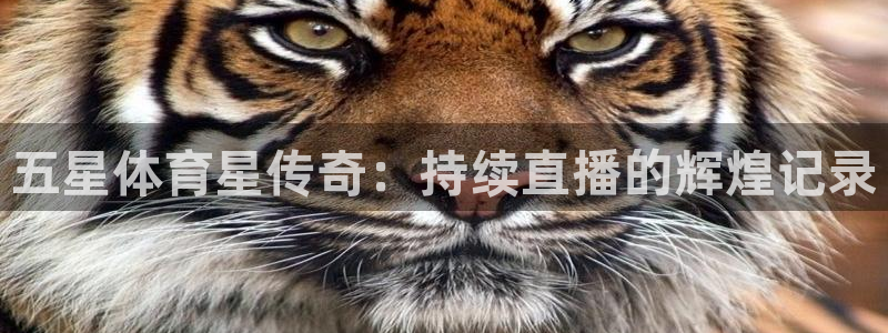 飞速直播体育篮球：五星体育星传奇：持续直播的辉煌记录